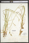 Carex virescens by WV University Herbarium