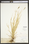 Carex virescens by WV University Herbarium