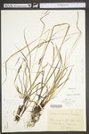 Carex virescens by WV University Herbarium