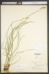 Carex virescens by WV University Herbarium