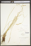 Carex virescens by WV University Herbarium