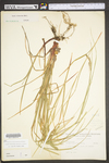 Carex virescens by WV University Herbarium