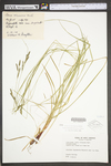 Carex virescens by WV University Herbarium