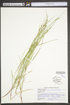 Carex virescens by WV University Herbarium