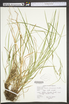 Carex virescens by WV University Herbarium