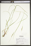 Carex virescens by WV University Herbarium