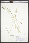 Carex virescens by WV University Herbarium