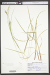 Carex virescens by WV University Herbarium