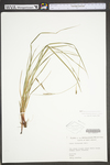 Carex virescens by WV University Herbarium