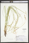 Carex virescens by WV University Herbarium