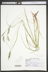 Carex virescens by WV University Herbarium