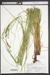 Carex virescens by WV University Herbarium