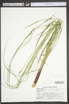 Carex virescens by WV University Herbarium