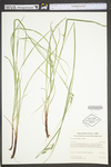 Carex virescens by WV University Herbarium