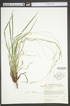 Carex virescens by WV University Herbarium