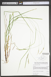 Carex virescens by WV University Herbarium