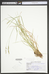 Carex swanii by WV University Herbarium