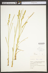 Carex vulpinoidea by WV University Herbarium