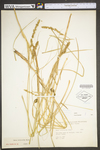 Carex vulpinoidea by WV University Herbarium