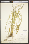 Carex vulpinoidea by WV University Herbarium