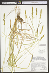 Carex vulpinoidea by WV University Herbarium