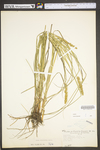 Carex vulpinoidea by WV University Herbarium