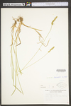 Carex vulpinoidea by WV University Herbarium