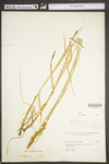 Carex vulpinoidea by WV University Herbarium