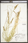 Carex vulpinoidea by WV University Herbarium