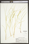 Carex vulpinoidea by WV University Herbarium