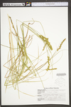 Carex vulpinoidea by WV University Herbarium