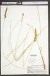 Carex vulpinoidea by WV University Herbarium