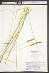 Carex vulpinoidea by WV University Herbarium