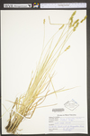 Carex vulpinoidea by WV University Herbarium