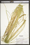 Carex vulpinoidea by WV University Herbarium