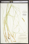 Carex vulpinoidea by WV University Herbarium