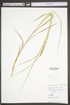 Carex vulpinoidea by WV University Herbarium