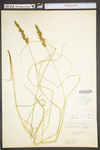 Carex vulpinoidea by WV University Herbarium