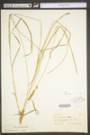 Carex vulpinoidea by WV University Herbarium