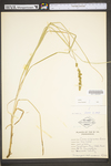 Carex vulpinoidea by WV University Herbarium