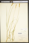 Carex vulpinoidea by WV University Herbarium