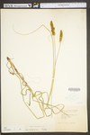 Carex vulpinoidea by WV University Herbarium