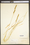 Carex vulpinoidea by WV University Herbarium