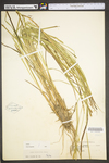 Carex vulpinoidea by WV University Herbarium