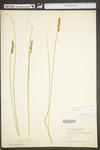 Carex vulpinoidea by WV University Herbarium