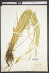 Carex vulpinoidea by WV University Herbarium