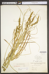 Carex vulpinoidea by WV University Herbarium