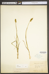 Carex vulpinoidea by WV University Herbarium