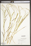 Carex vulpinoidea by WV University Herbarium