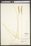 Carex vulpinoidea by WV University Herbarium